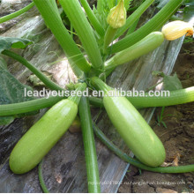 MSQ101 Duoguo зеленый высокий урожай топ сквош семена для продажи